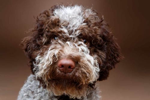 Lagotto Romagnolo temperament