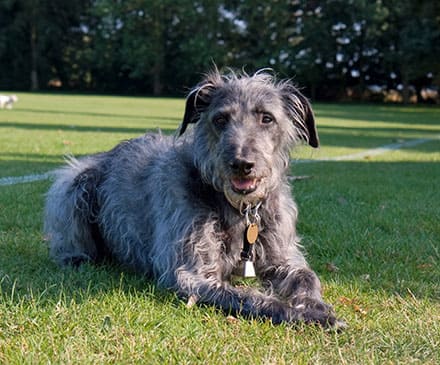 Lurcher temperament