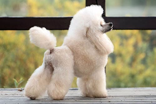 Poodle temperament