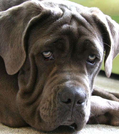 Neapolitan Mastiff temperament