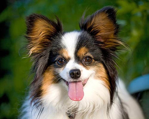 Papillon temperament