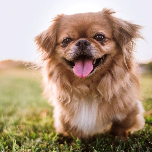 Pekingese temperament