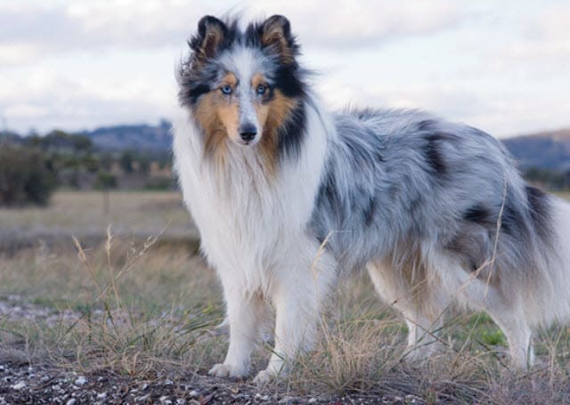 Shetland Sheepdog temperament