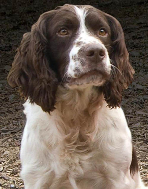 English Springer Spaniel temperament