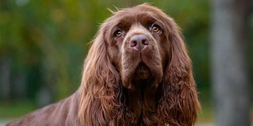 Sussex Spaniel temperament