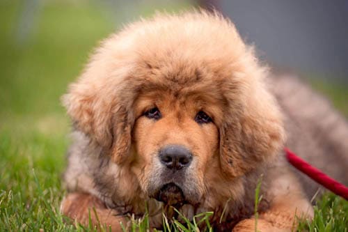 Tibetan Mastiff temperament