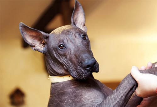 Xoloitzcuintli temperament