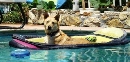 Dog Pools, Underwater Dogs and Puppies