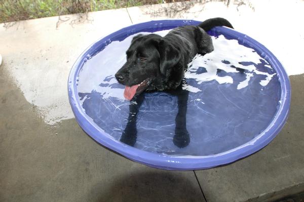 Dog Pools, Underwater Dogs and Puppies