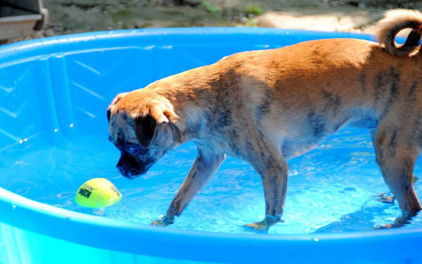 Dog Pools, Underwater Dogs and Puppies