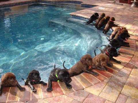 Dog Pools, Underwater Dogs and Puppies