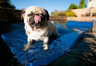 Dog Pools, Underwater Dogs and Puppies