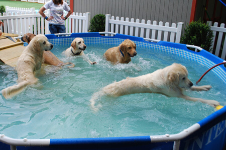 Dog Pools, Underwater Dogs and Puppies