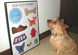 DOG VISION SIMULATOR