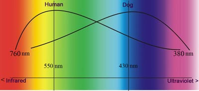 DOG & HUMAN VISION and EYES