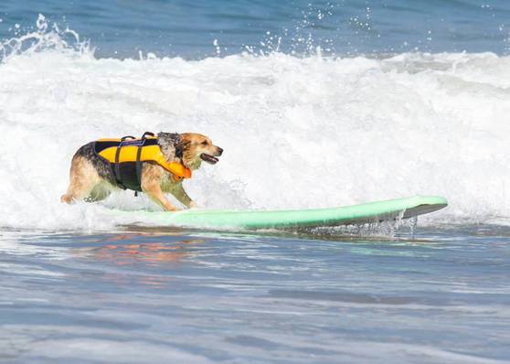 Surfing Dog Competition, Contest, Names