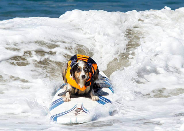 Surfing Dog Competition, Contest, Names