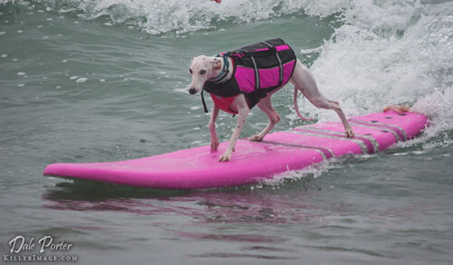 Surfing Dog Competition, Contest, Names