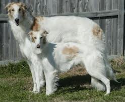 DOG VISION and EYES