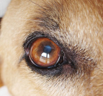 DOG VISION and EYES