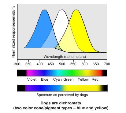 DOG VISION and EYES