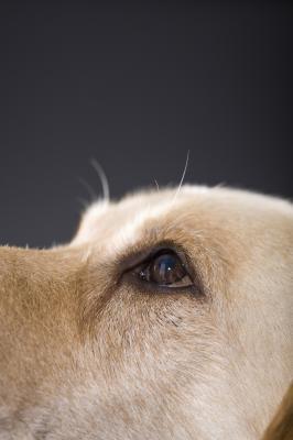DOG VISION and EYES