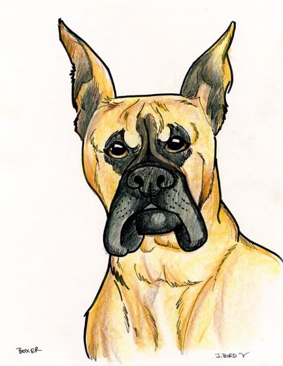 DOG ART, DRAWINGS, PAINT, Dogicature (c) by J.Bird