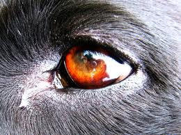 DOG VISION and EYES