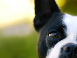 DOG VISION and EYES