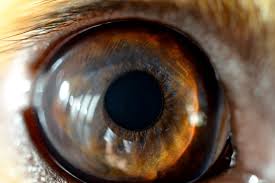 DOG VISION and EYES