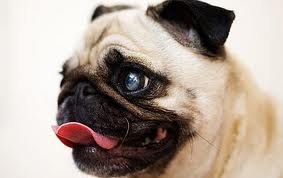 DOG VISION and EYES