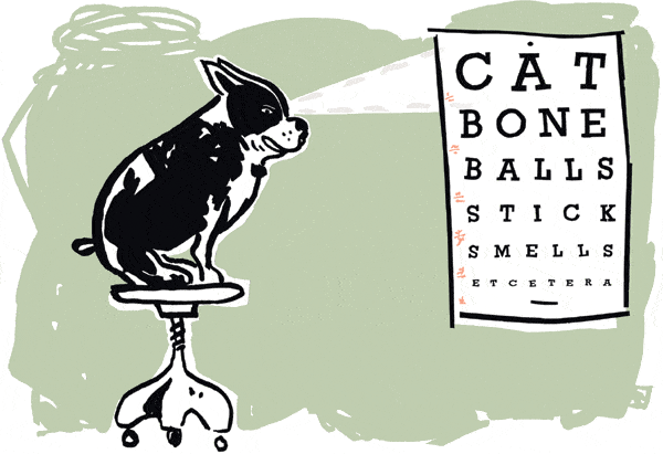 DOG VISION and EYES