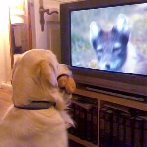 DOG VISION and EYES