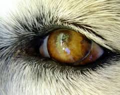 DOG VISION and EYES