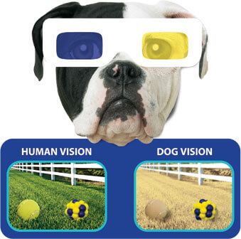 DOG VISION and EYES