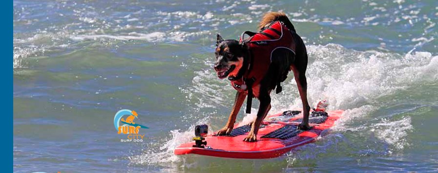 surfing dog competition