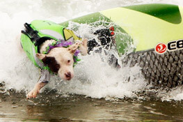 Free Surfing Dogs Photos