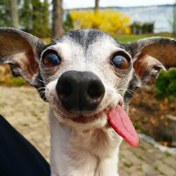 DOG TONGUE