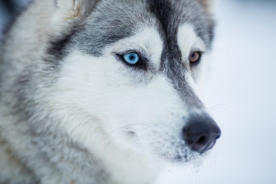 DOG VISION and EYES