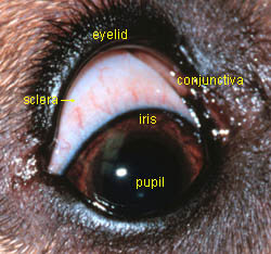 DOG EYE STRUCTURE