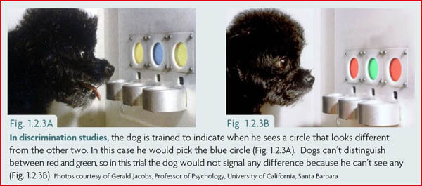 DOG VISION and EYES