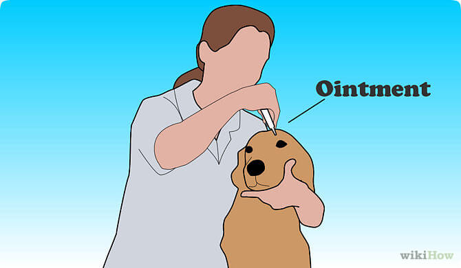 DOG VISION and EYES