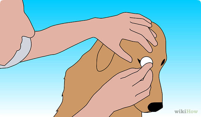 DOG VISION and EYES