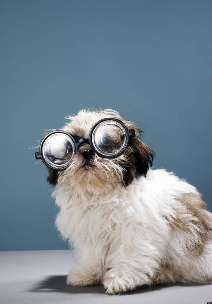 DOG VISION and EYES