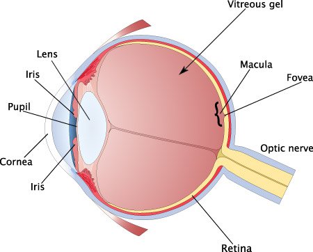 DOG VISION and EYES