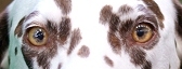 DOG VISION and EYES