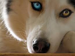 DOG VISION and EYES