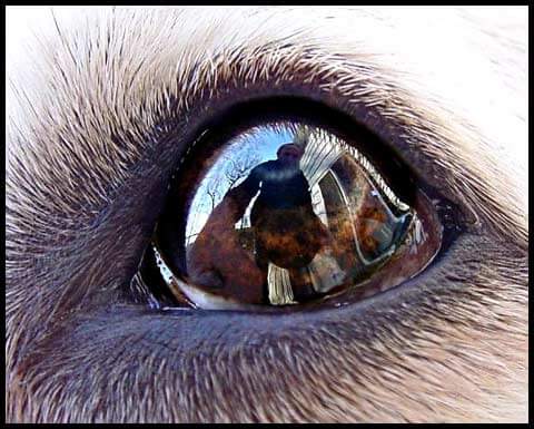 DOG VISION and EYES