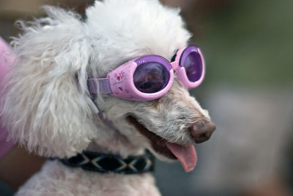 DOG VISION and EYES