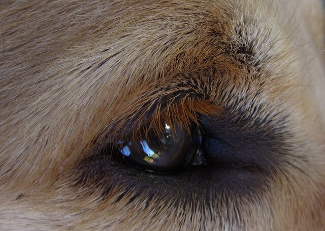 DOG VISION and EYES